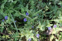 Anagallis arvensis